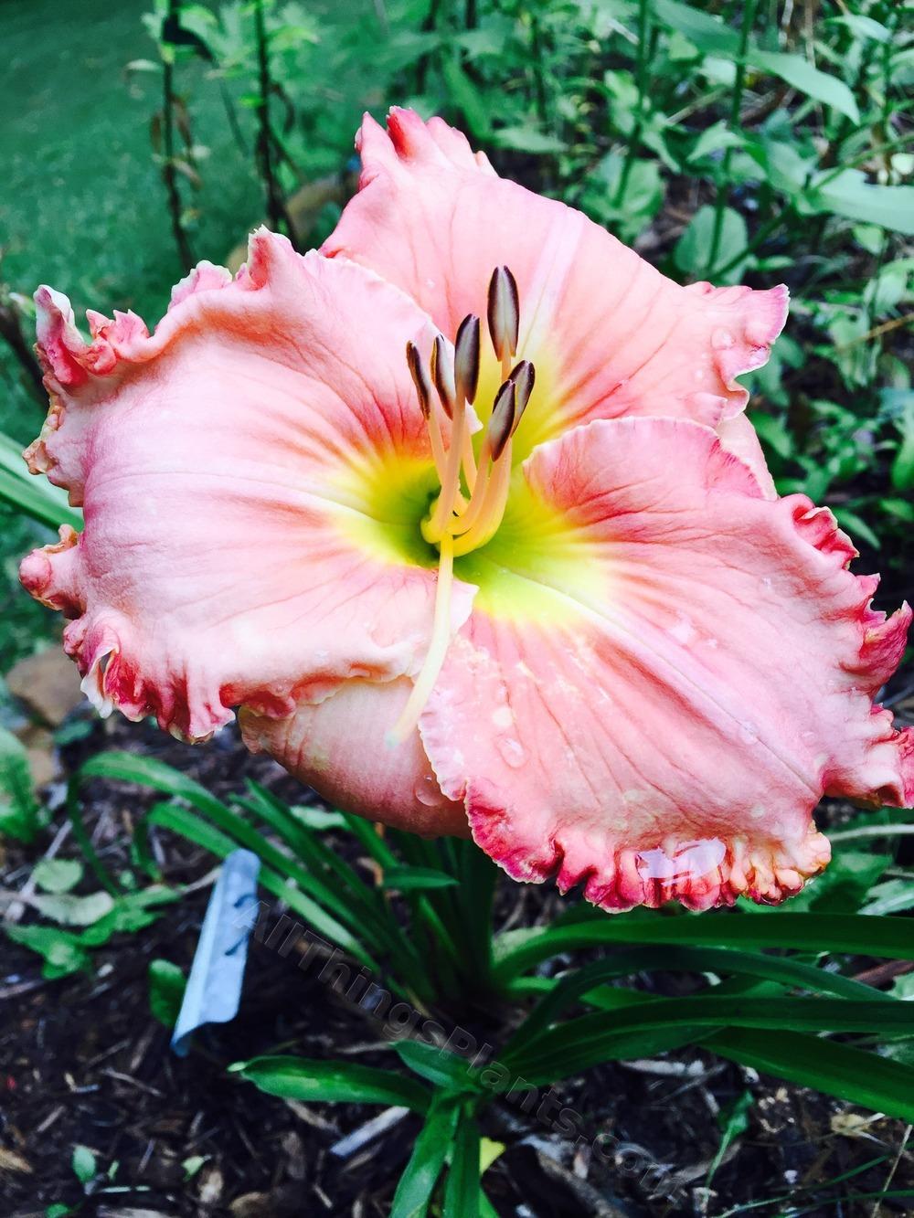 Photo of Daylily (Hemerocallis 'Rose Colored Glasses') uploaded by magnolialover