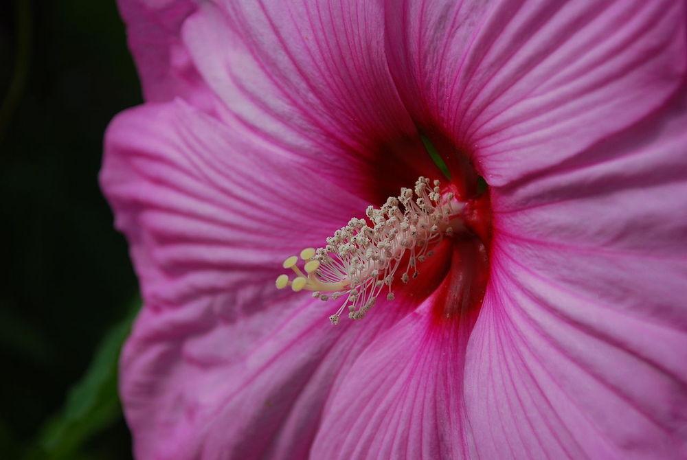 Photo of Hardy Hibiscus (Hibiscus moscheutos) uploaded by robertduval14
