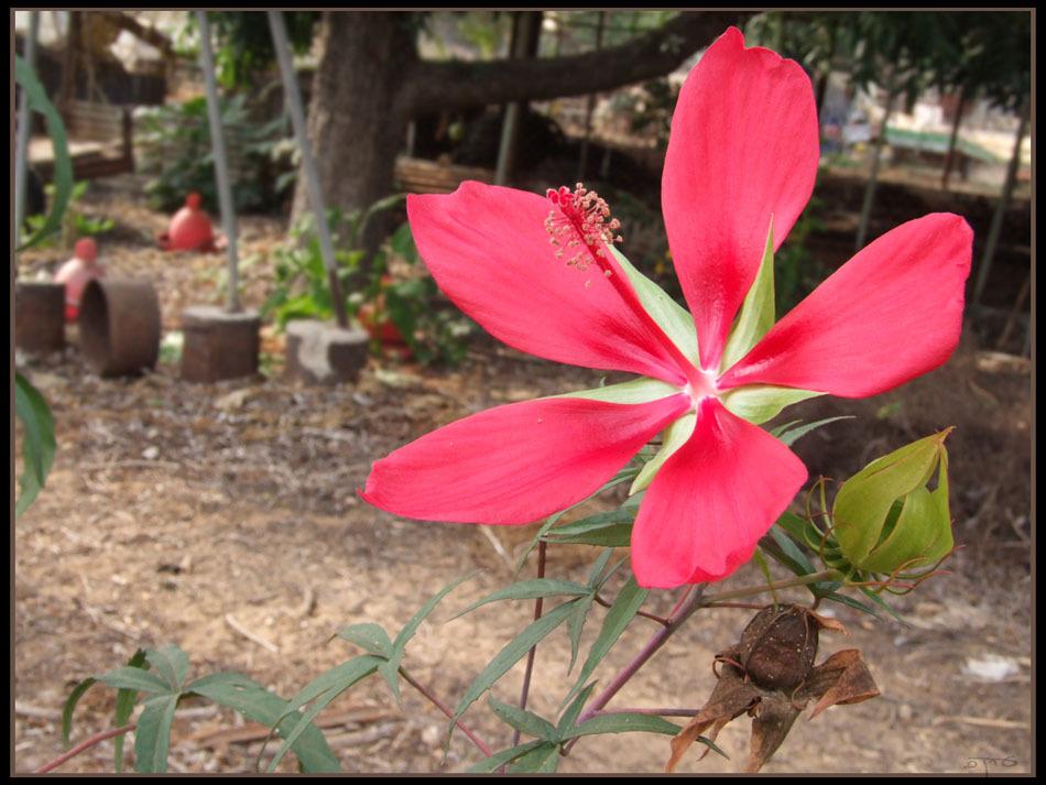 Photo of Texas Star (Hibiscus coccineus) uploaded by robertduval14