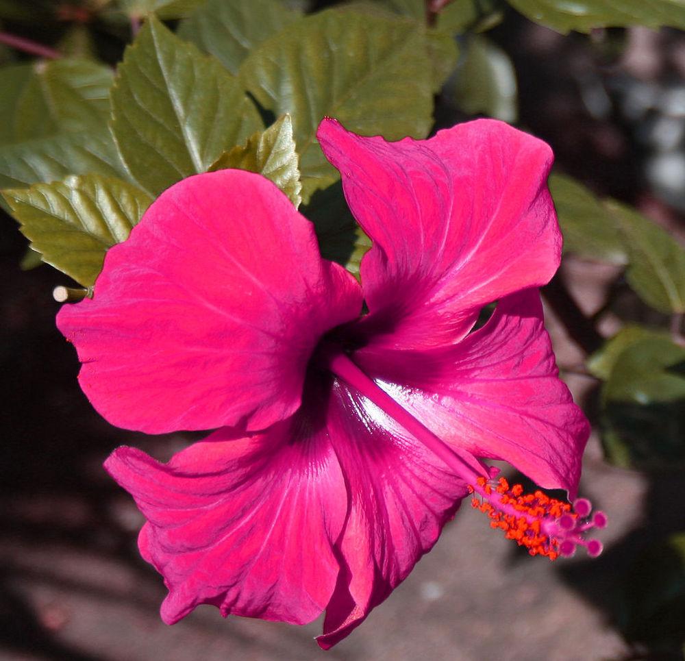 Photo of Tropical Hibiscus (Hibiscus rosa-sinensis 'Black Beauty') uploaded by robertduval14