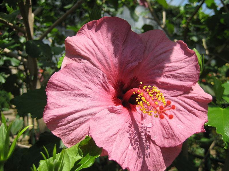 Photo of Tropical Hibiscus (Hibiscus rosa-sinensis 'Sweet Violet') uploaded by robertduval14
