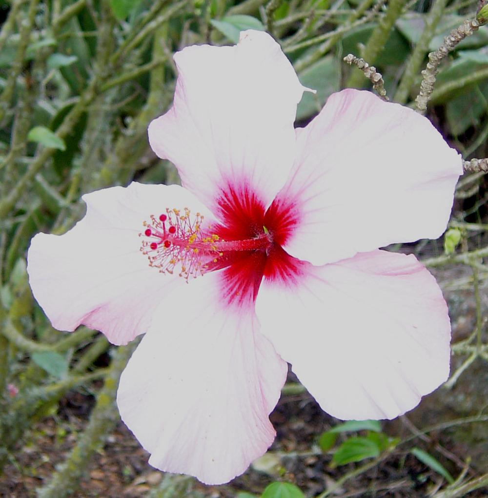 Photo of Tropical Hibiscus (Hibiscus rosa-sinensis 'White Wings') uploaded by robertduval14
