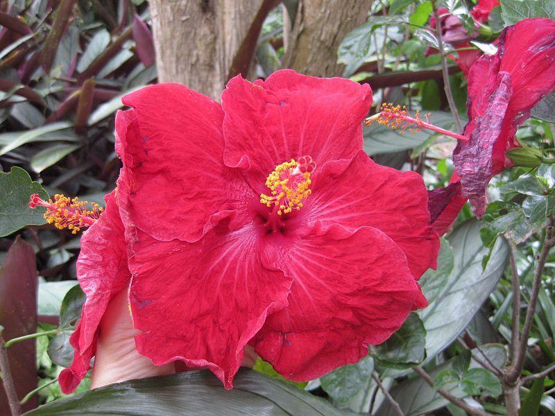 Photo of Tropical Hibiscus (Hibiscus rosa-sinensis 'Cataviki') uploaded by robertduval14