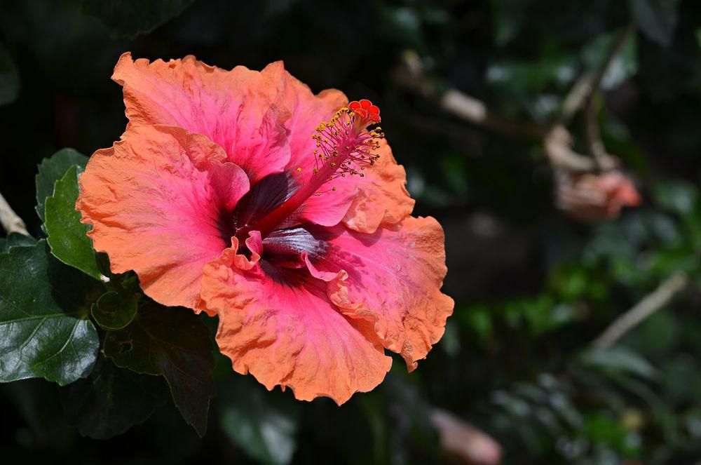 Photo of Tropical Hibiscus (Hibiscus rosa-sinensis 'Erin Rachael') uploaded by robertduval14