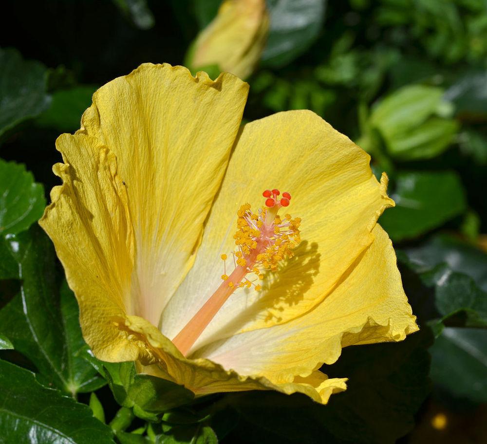 Photo of Tropical Hibiscus (Hibiscus rosa-sinensis 'Bonaire Wind') uploaded by robertduval14