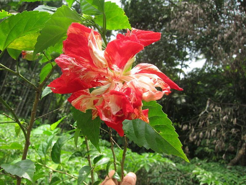Photo of Tropical Hibiscus (Hibiscus rosa-sinensis 'Baptistii') uploaded by robertduval14