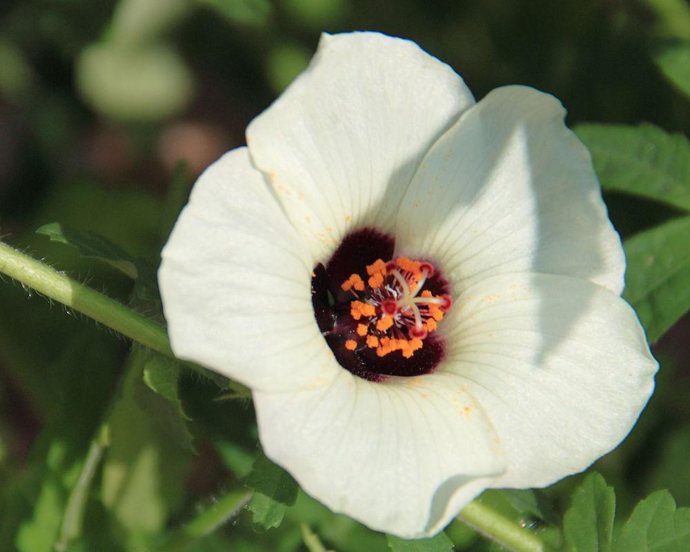 Photo of Hibiscus (Hibiscus ludwigii) uploaded by robertduval14