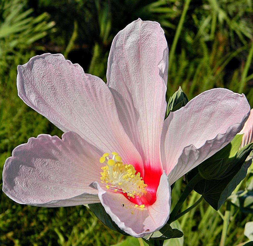 Photo of Large-Flowered Hibiscus (Hibiscus grandiflorus) uploaded by robertduval14