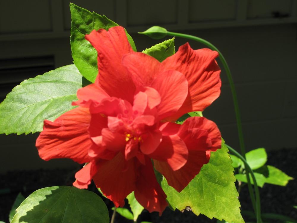 Photo of Hibiscus uploaded by rocklady