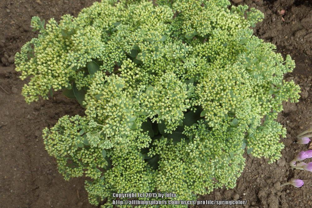 Photo of Stonecrop (Hylotelephium Rock 'N Grow® Lemonjade) uploaded by springcolor