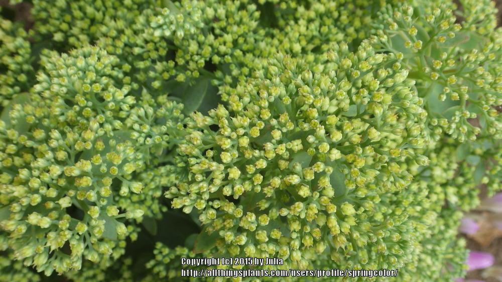 Photo of Stonecrop (Hylotelephium Rock 'N Grow® Lemonjade) uploaded by springcolor