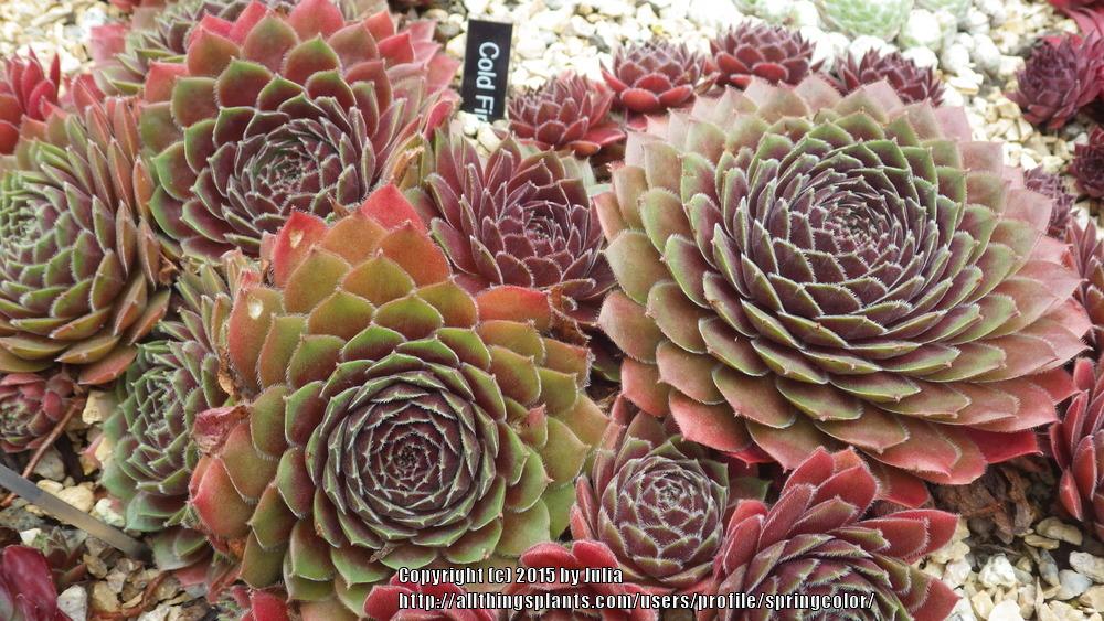 Photo of Hen and Chicks (Sempervivum 'Cold Fire') uploaded by springcolor