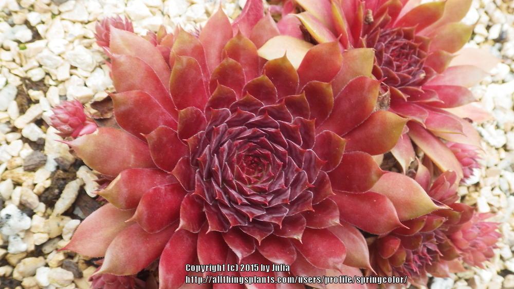 Photo of Hen and Chicks (Sempervivum 'Pepito') uploaded by springcolor