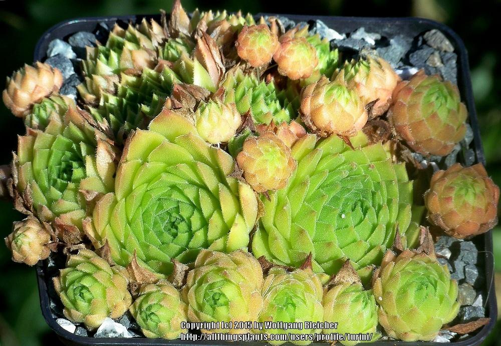 Photo of Hen and Chicks (Sempervivum 'Ronny') uploaded by turini