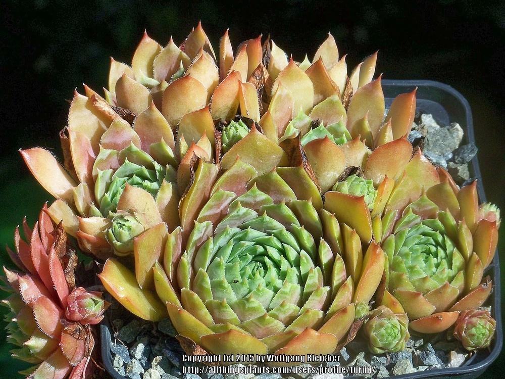 Photo of Hen and Chicks (Sempervivum 'Alfons Roelands') uploaded by turini