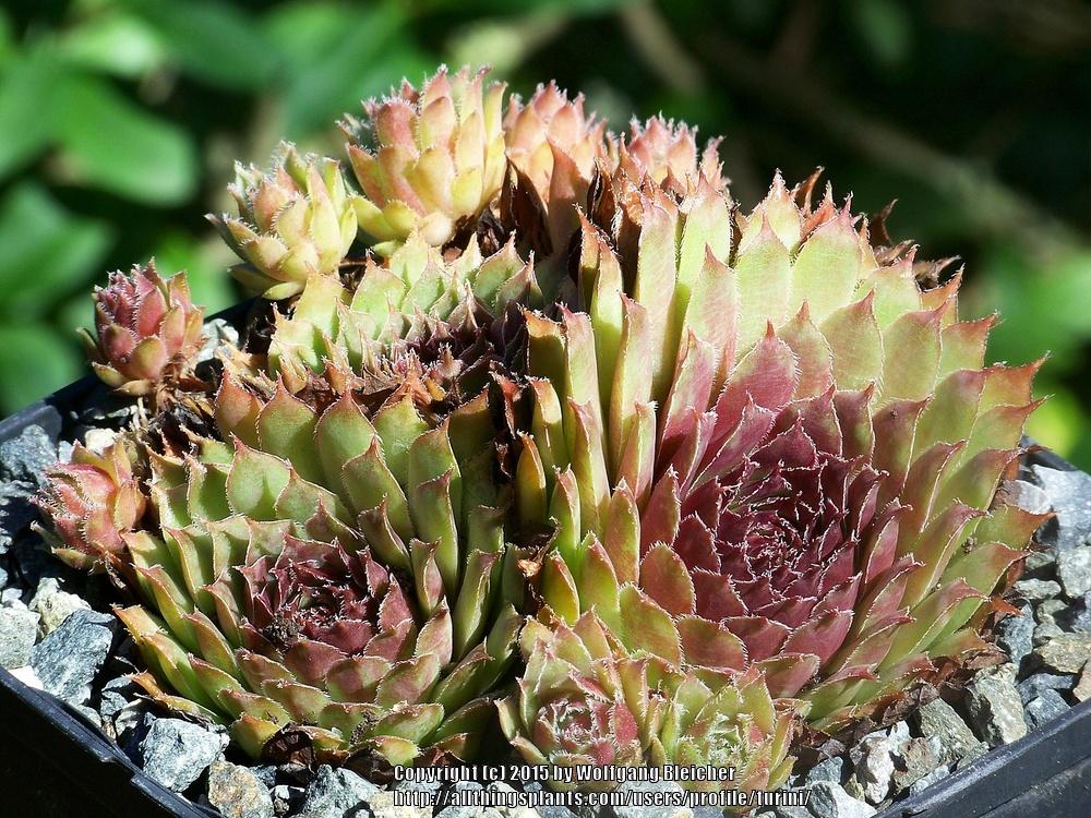 Photo of Hen and Chicks (Sempervivum 'Astrid') uploaded by turini