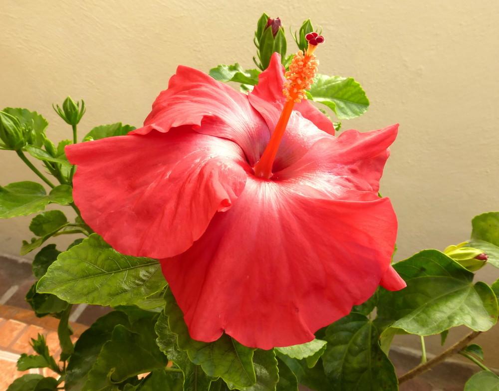 Photo of Tropical Hibiscuses (Hibiscus rosa-sinensis) uploaded by vitrsna