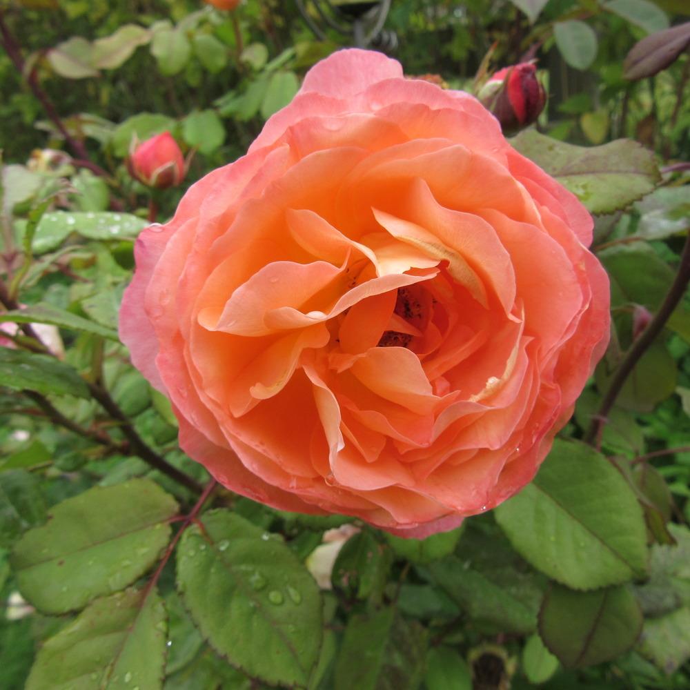 Photo of Rose (Rosa 'Lady Emma Hamilton') uploaded by Bonehead