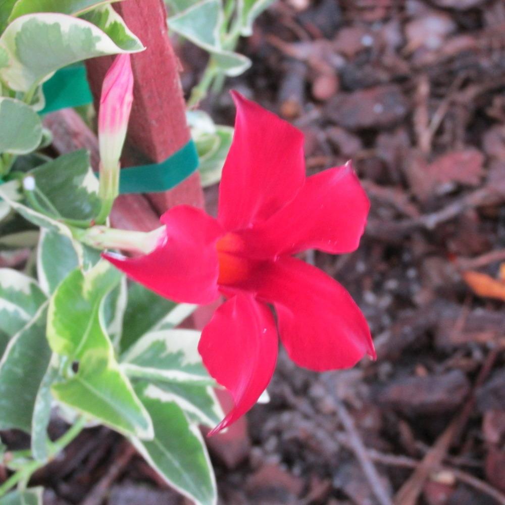 Photo of Mandevilla splendens Fire and Ice™ uploaded by Dutchlady1