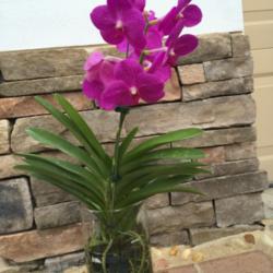 Location: Tampa, Florida
Date: Last week of August 2015
This is the second week, I have this Vanda Pachara Delight pink. 