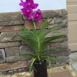 Location: Tampa, Florida
Date: Last week of August 2015
I love the fact that Vanda in the vase can easily be displayed an