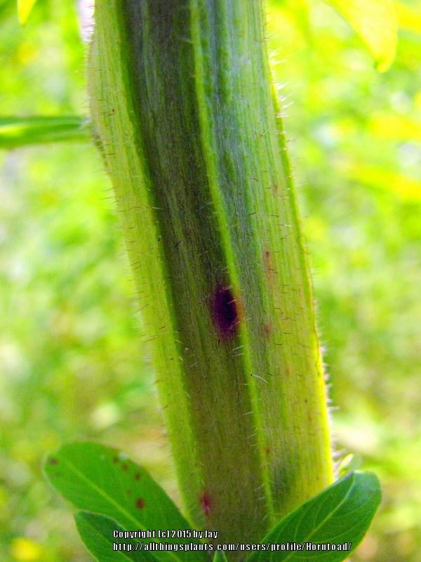 Photo of Anglestem primrose-willow (Ludwigia leptocarpa) uploaded by Horntoad