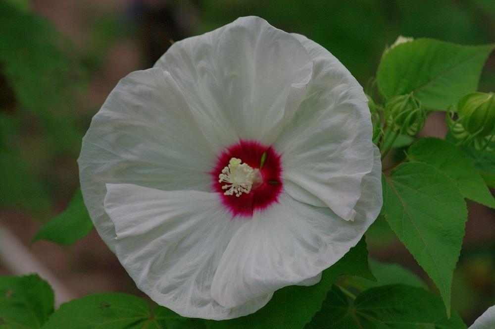 Photo of Hybrid Hardy Hibiscus (Hibiscus Luna™ White) uploaded by Rose1656