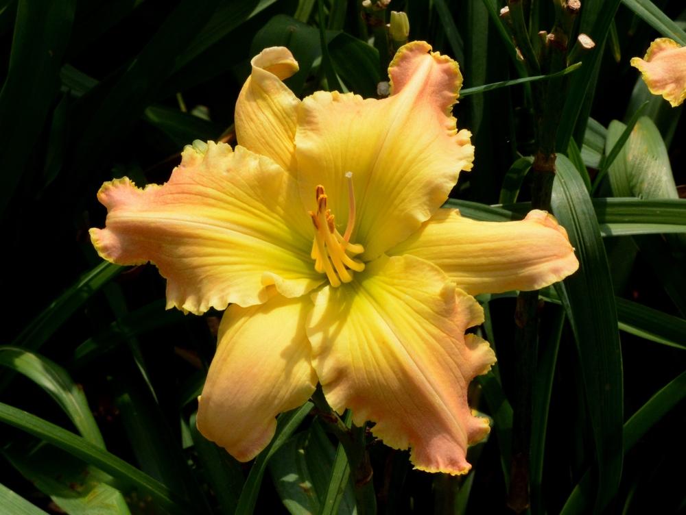 Photo of Daylily (Hemerocallis 'A Dream Remembered') uploaded by SheilaC