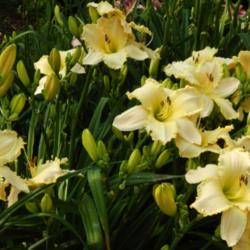 Location: Visit to BLUE RIDGE DAYLILIES July 2015
Date: 2015-08-29
Very large flowers with beautiful open form.