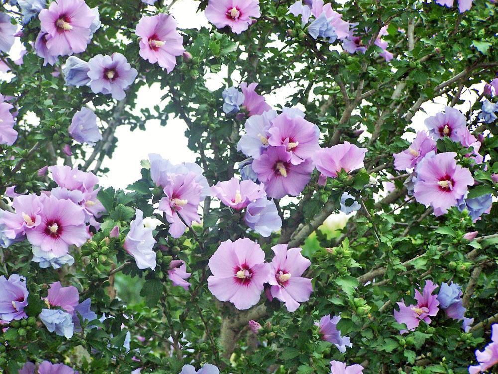 Photo of Roses of Sharon (Hibiscus syriacus) uploaded by TBGDN