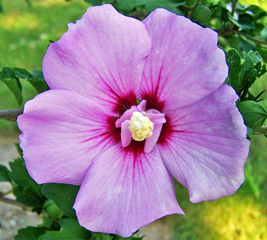 Photo of Roses of Sharon (Hibiscus syriacus) uploaded by TBGDN