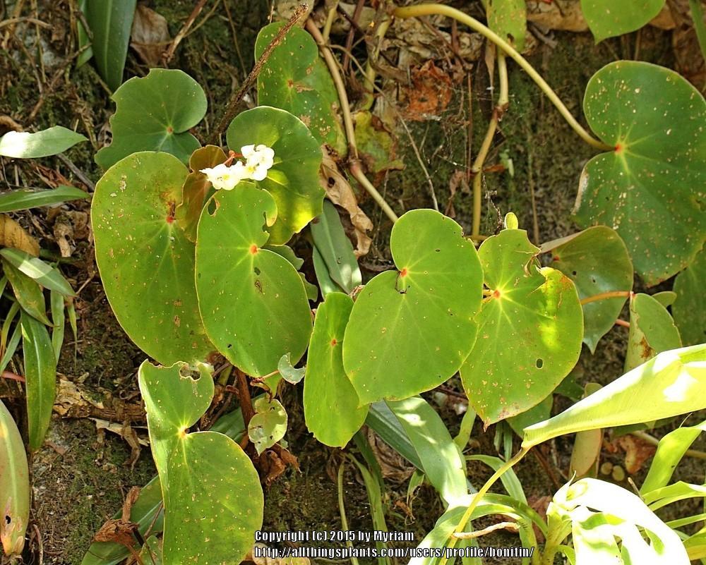 Photo of Begonia (Begonia curtii) uploaded by bonitin