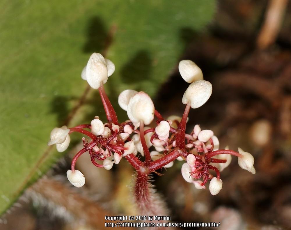 Photo of Begonia (Begonia concinna) uploaded by bonitin