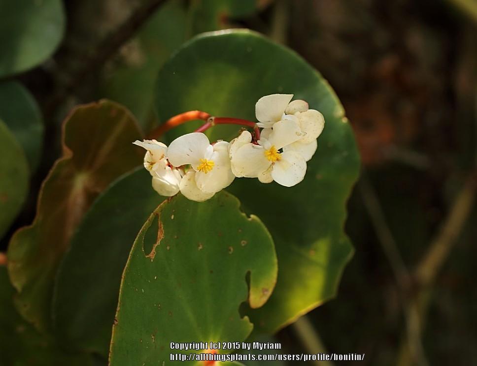 Photo of Begonia (Begonia curtii) uploaded by bonitin