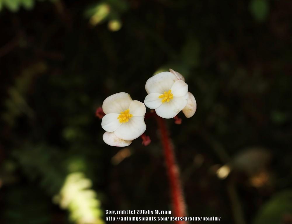 Photo of Begonia (Begonia concinna) uploaded by bonitin