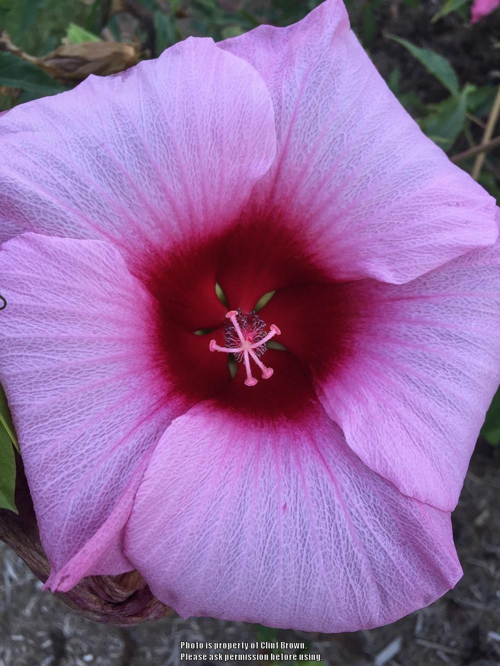 Photo of Hybrid Hardy Hibiscus (Hibiscus 'Lady Baltimore') uploaded by clintbrown