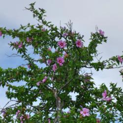 Location: Utah, neighbor's tree
Date: 2015-07-13
not really the entire plant, just the top of a 20' tree