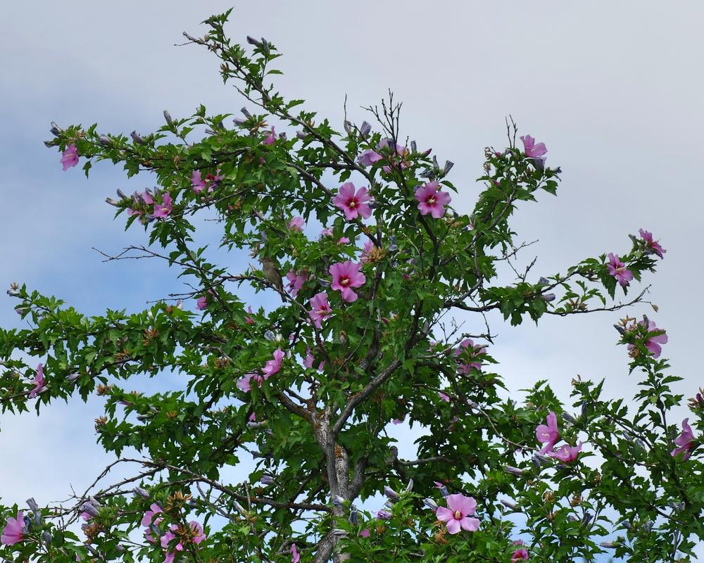 Photo of Roses of Sharon (Hibiscus syriacus) uploaded by dirtdorphins