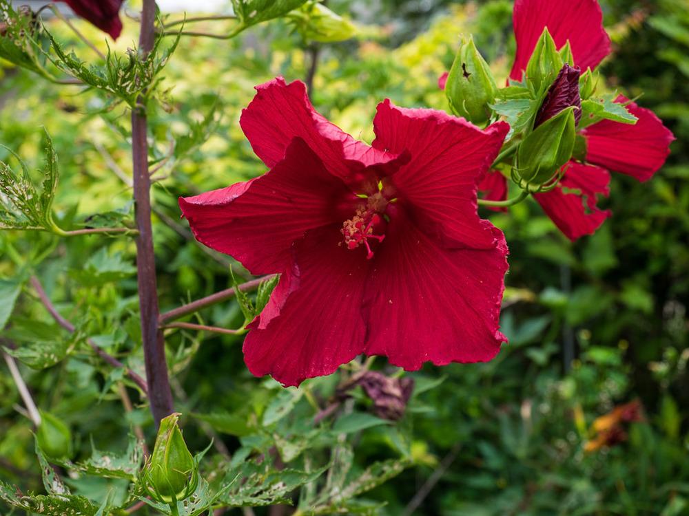 Photo of Hybrid Hardy Hibiscus (Hibiscus 'Lord Baltimore') uploaded by frankrichards16
