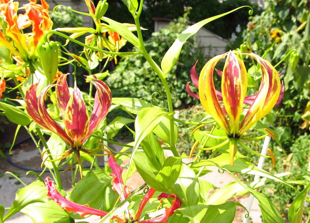 Photo of Gloriosa Lily (Gloriosa carsonii) uploaded by jmorth