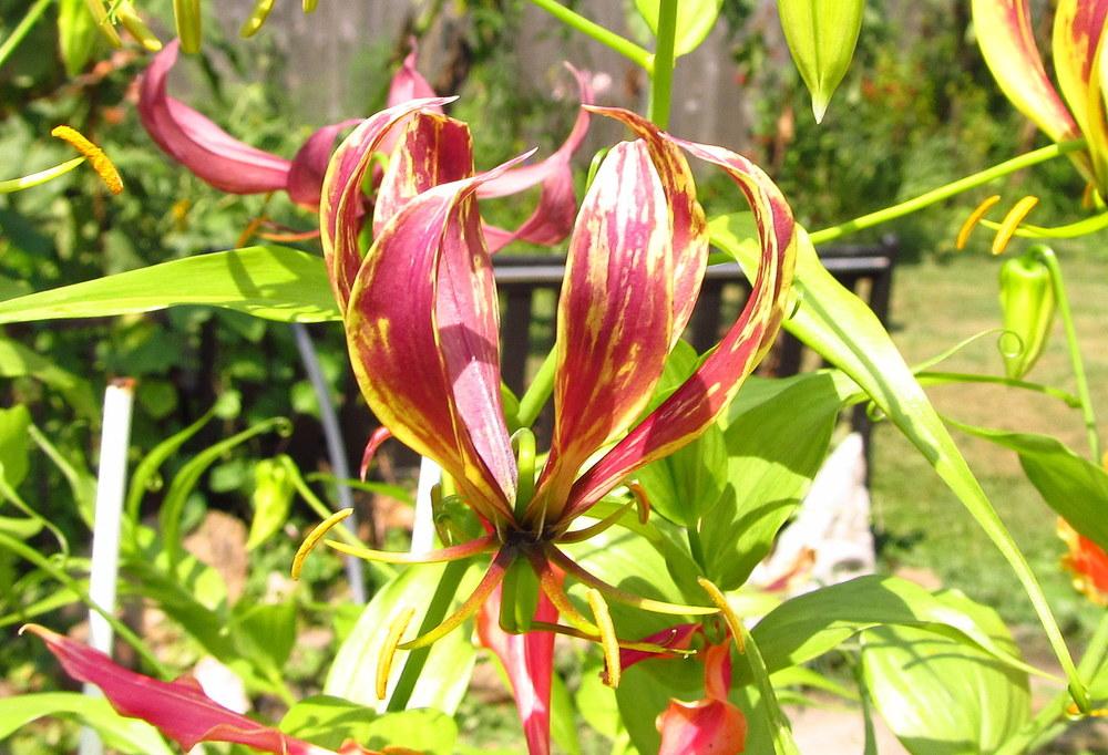 Photo of Gloriosa Lily (Gloriosa carsonii) uploaded by jmorth