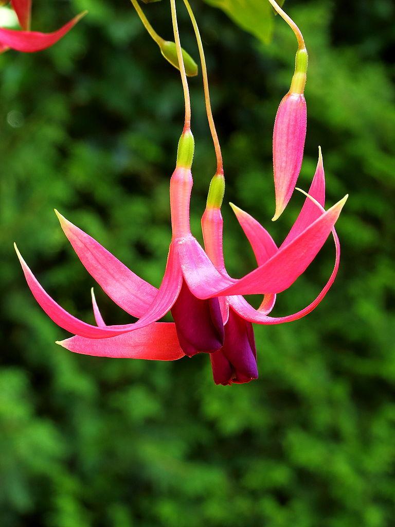 Photo of Fuchsia 'Red Spider' uploaded by robertduval14