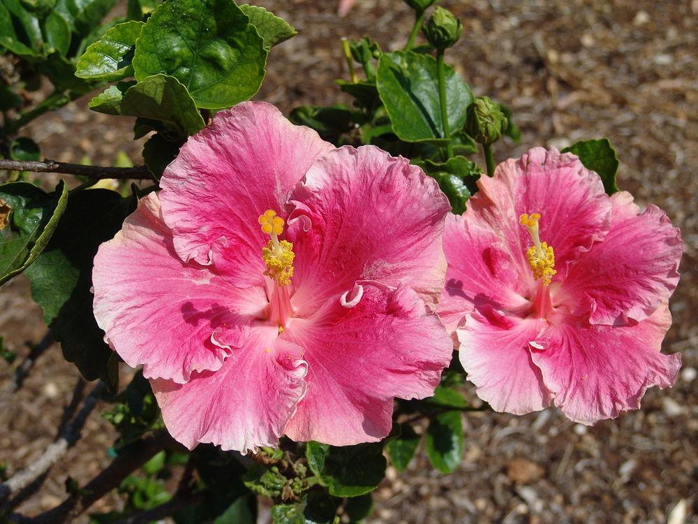 Photo of Tropical Hibiscus (Hibiscus rosa-sinensis 'Falcon') uploaded by robertduval14