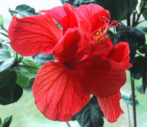 Photo of Tropical Hibiscus (Hibiscus rosa-sinensis 'King Kalakua') uploaded by robertduval14
