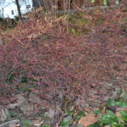 Location: Paducah, KY
Date: 2012-02-02
In cold weather, the foliage changes from green to red, with gold
