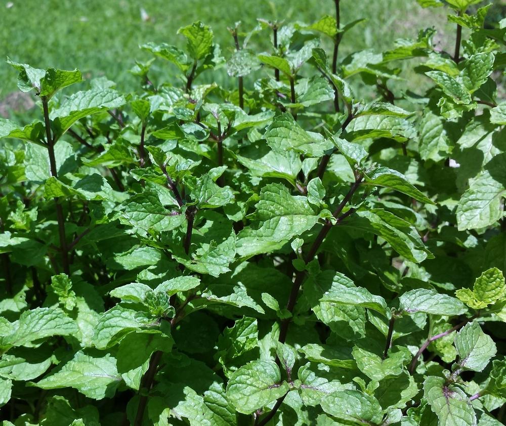 Photo of Lime Mint (Mentha x piperita 'Lime') uploaded by BabyK