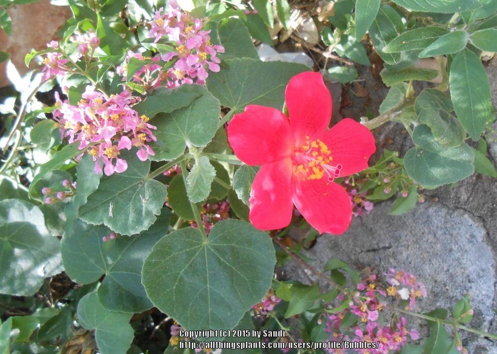 Photo of Heartleaf Hibiscus (Hibiscus martianus) uploaded by Bubbles