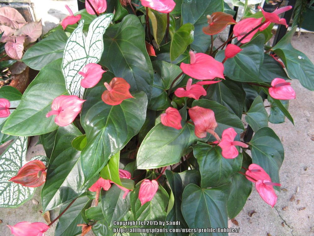 Photo of Anthurium 'Gemini' uploaded by Bubbles
