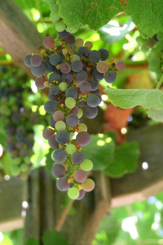 Photo of California Grape (Vitis californica 'Roger's Red') uploaded by Calif_Sue