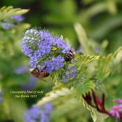 #Pollination #Bee